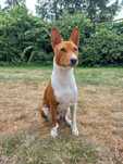 Basenji piesek rudo-biały