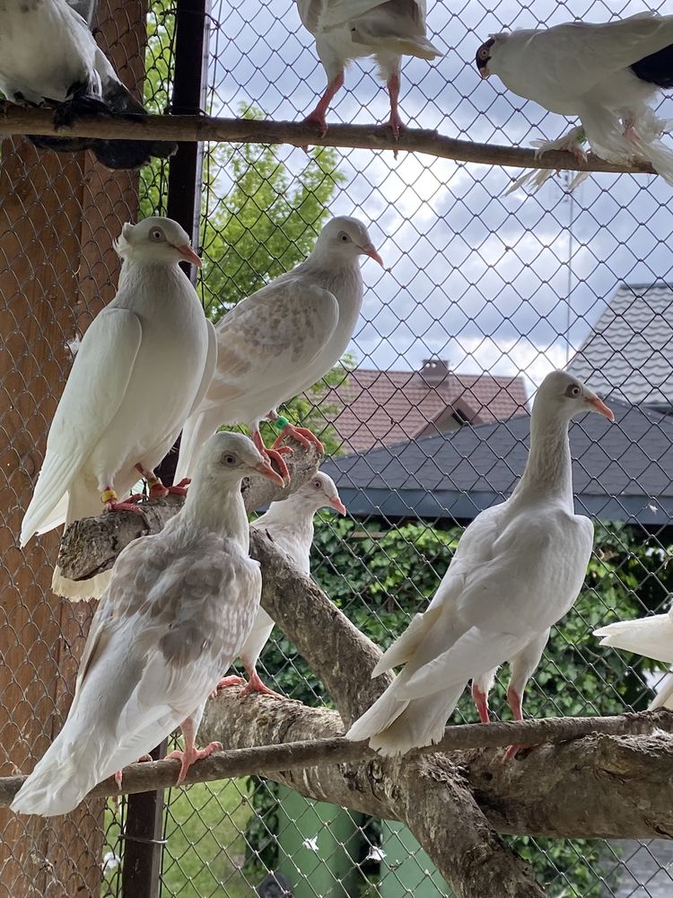 Lot masłowy żałobny pasiak karpiak gołębie