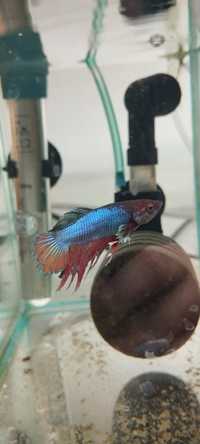 Bojownik Betta fish Betta splendens Bojownik wspaniały syjamski