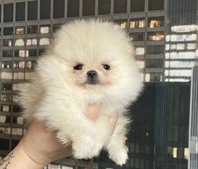 Девочки - Мальчики шпицы