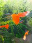 Gupik Ful Red Albino - samce