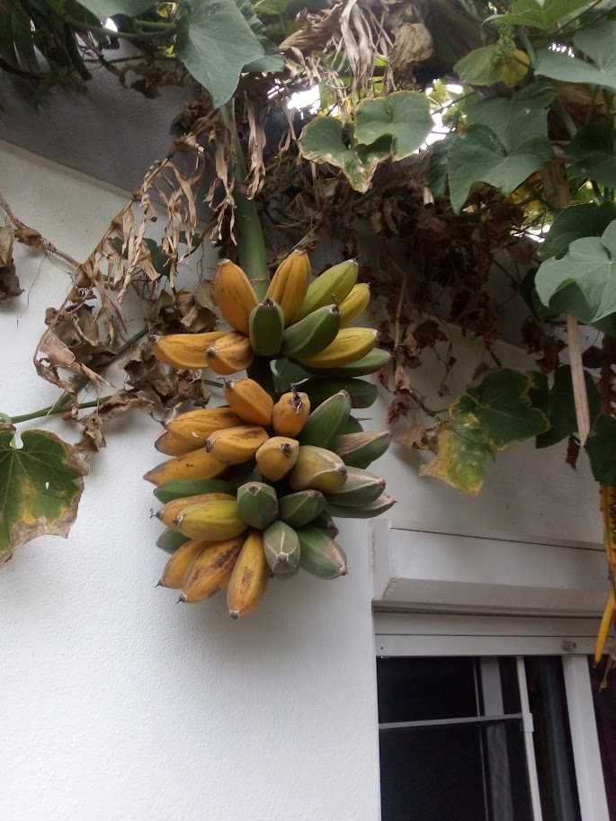 Bananeiras decoração ou consumo