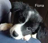 Fiona, sunia Border Collie . Przytulas śpi w łóżku