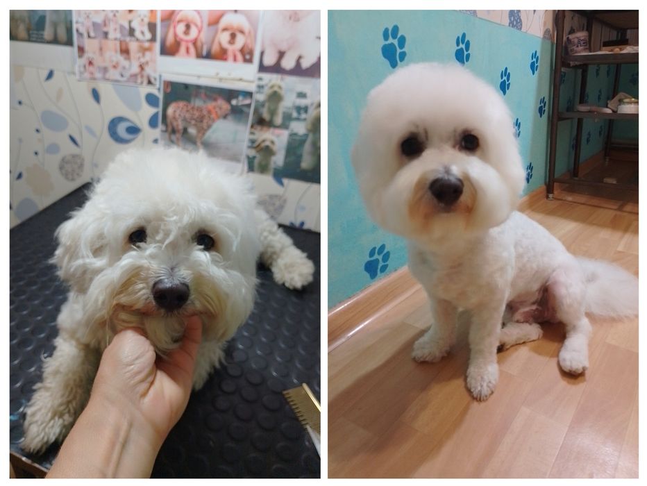 Груминг, стрижка собак