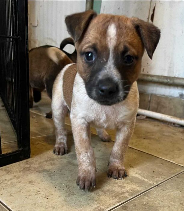 Szczeniaki szukają domów