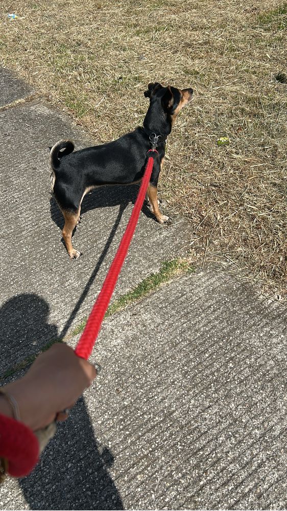 Petsitting, passeios