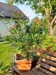 Oleander 1,5m, gęsty, piekny OKAZJA