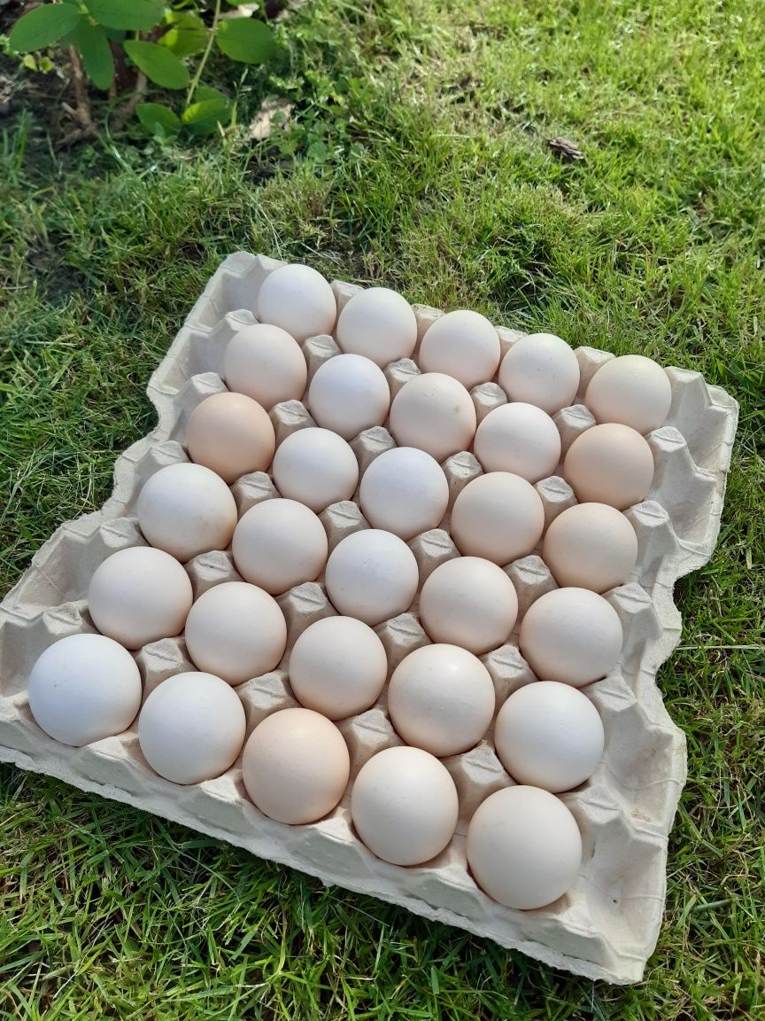 Продаються курячі яйця