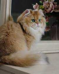 Золота Британська шиншила, в*язка