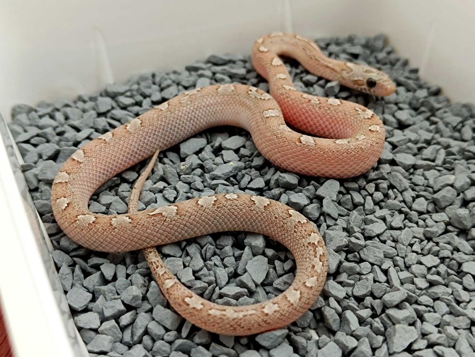 Wąż zbożowy Hypo Granite Tessera High Pied Sided het charcoal