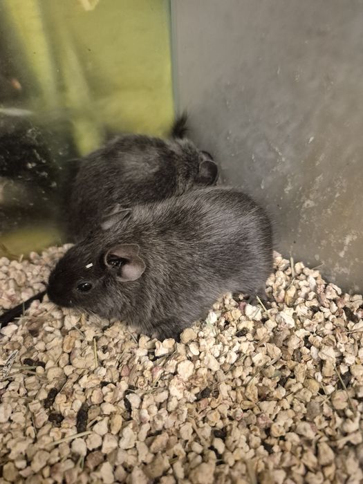 Koszatniczki Kraków (Swoszowice)