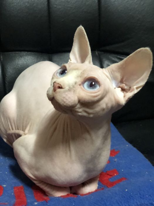 Канадский сфинкс кошка
