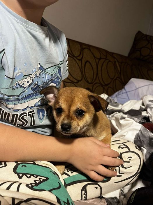 Chihuahua szczenięta