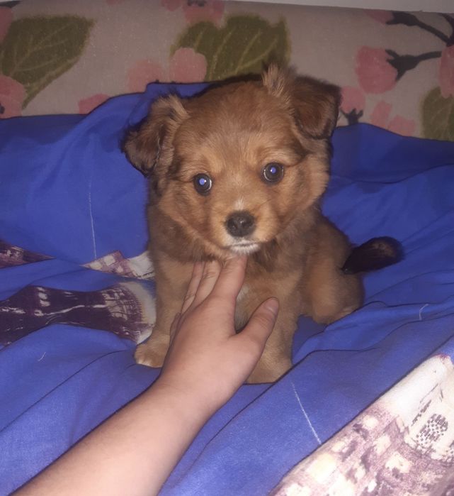 Померанський шпіц з німецьким дівчинка