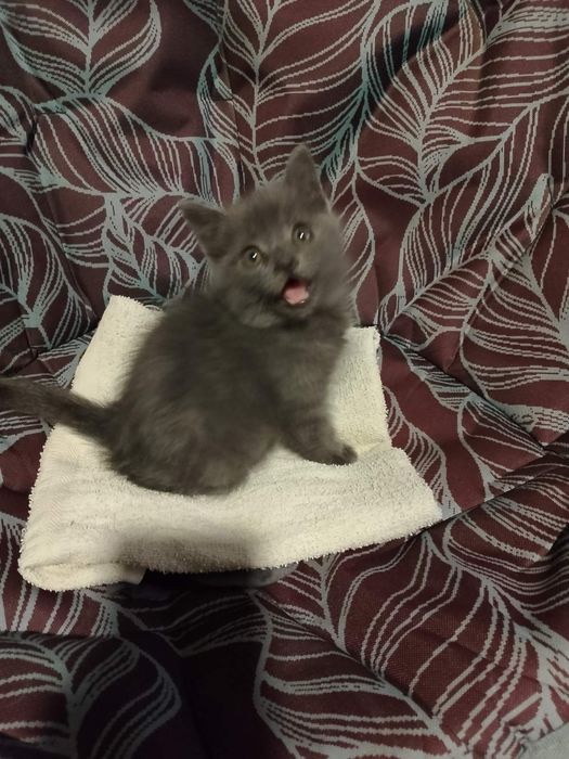 Котик прилаштовується