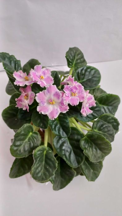 Фіалка сенполія кімнатна рослина