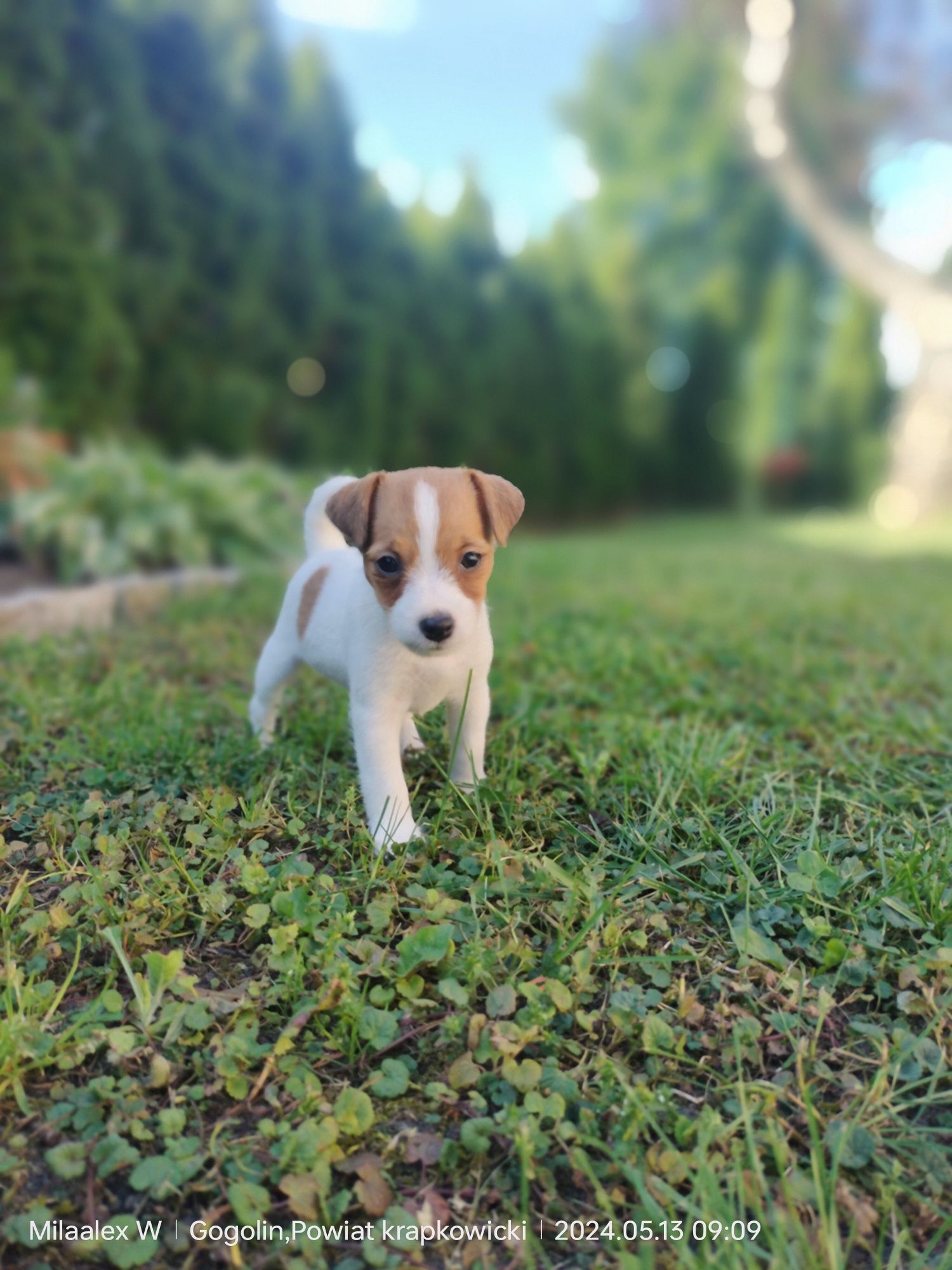 Jack Russell Terrier