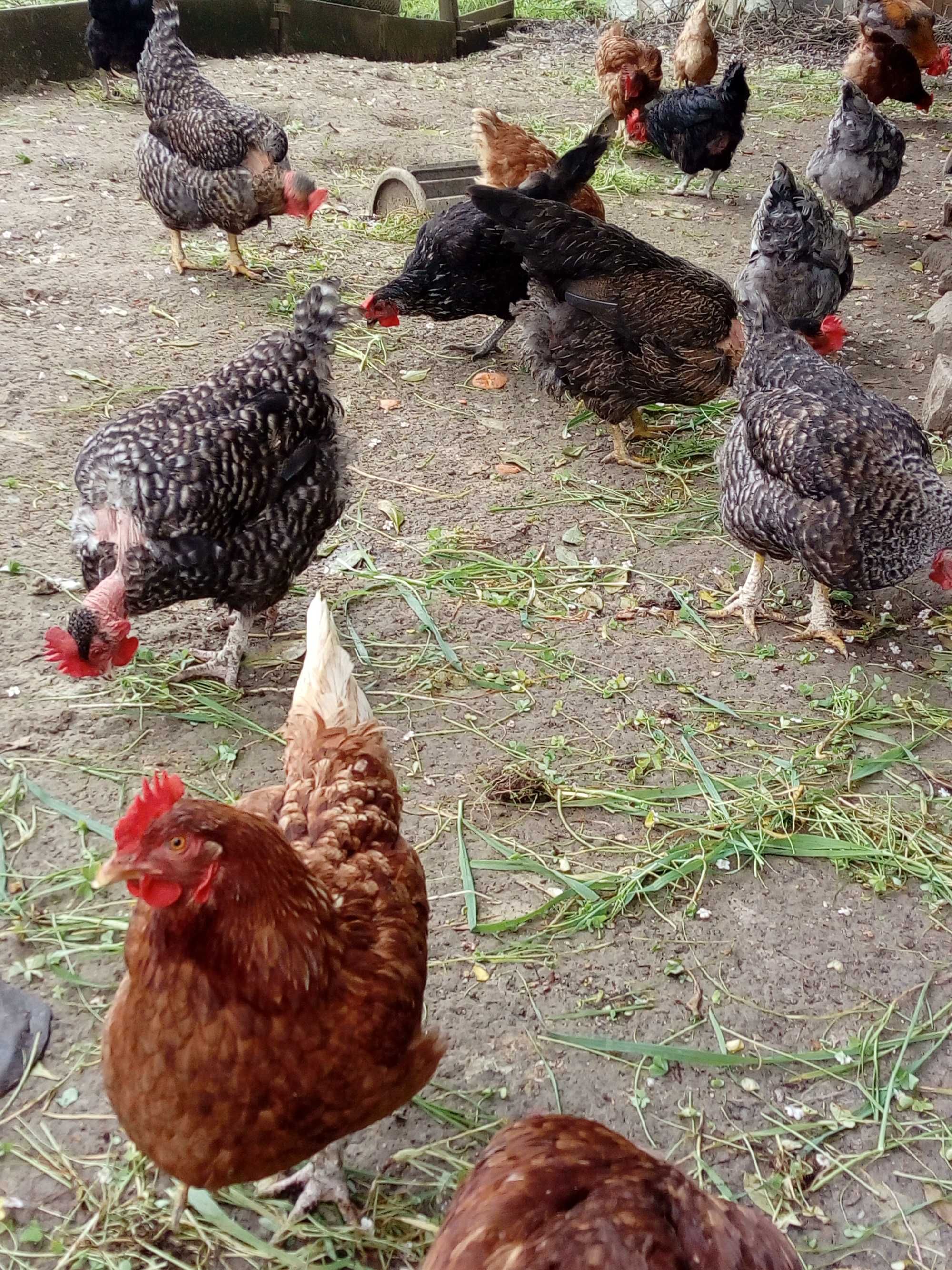 Ovos Caseiros de galinhas ar livre