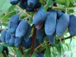 Sadzonki! Jagoda Kamczacka!Sadzonki z własnej szkółki! 3 Letnie! CAC