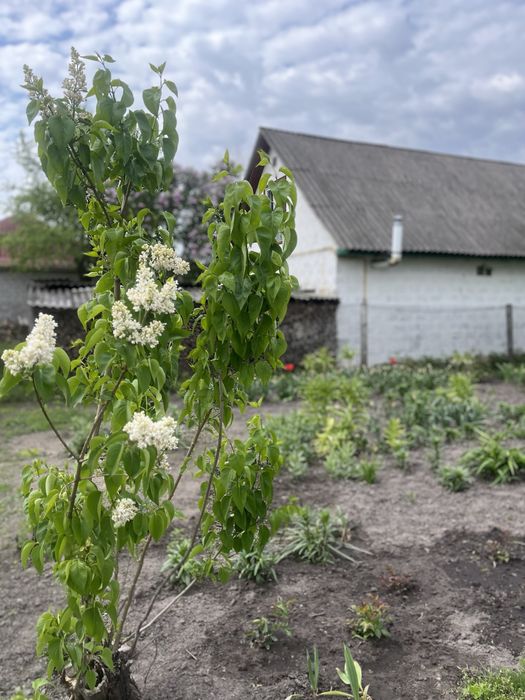 Торг‼️Будинок з землею 67.5сот.+ власне Озеро до р.Любич 10хв‼️