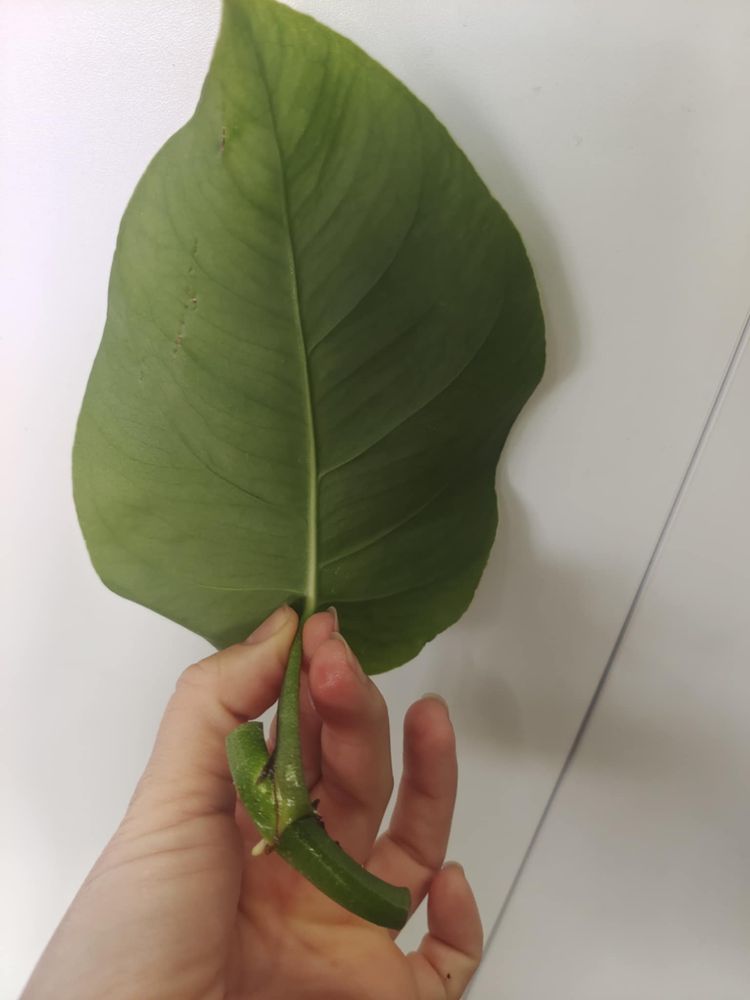 Monstera dubia.
