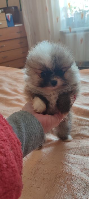 Продам плюшевых мишек