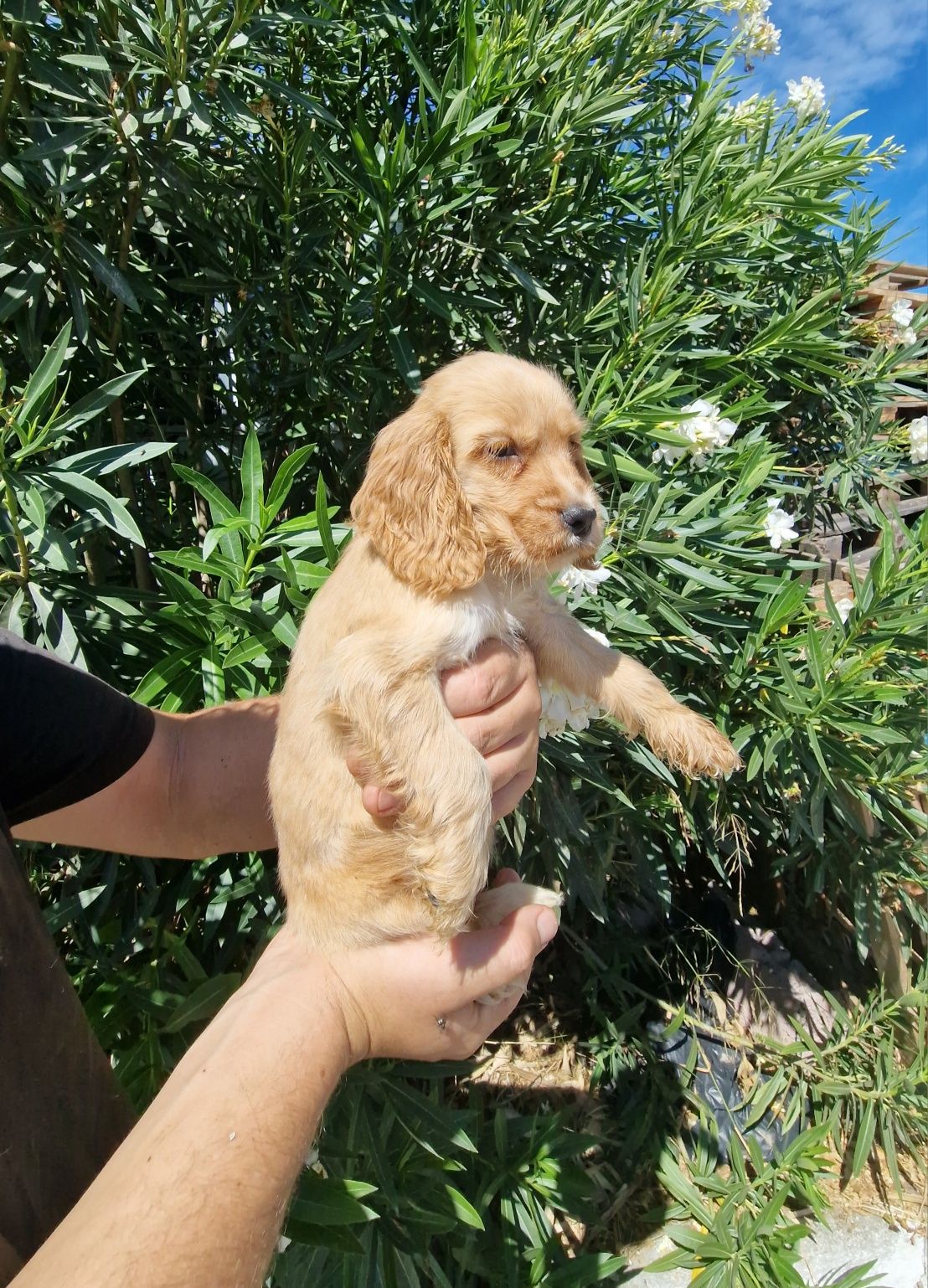 Cocker Spaniel Inglês dourado