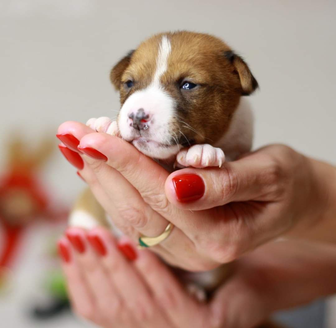 Басенджи. Basenji.  КСУ FCI
