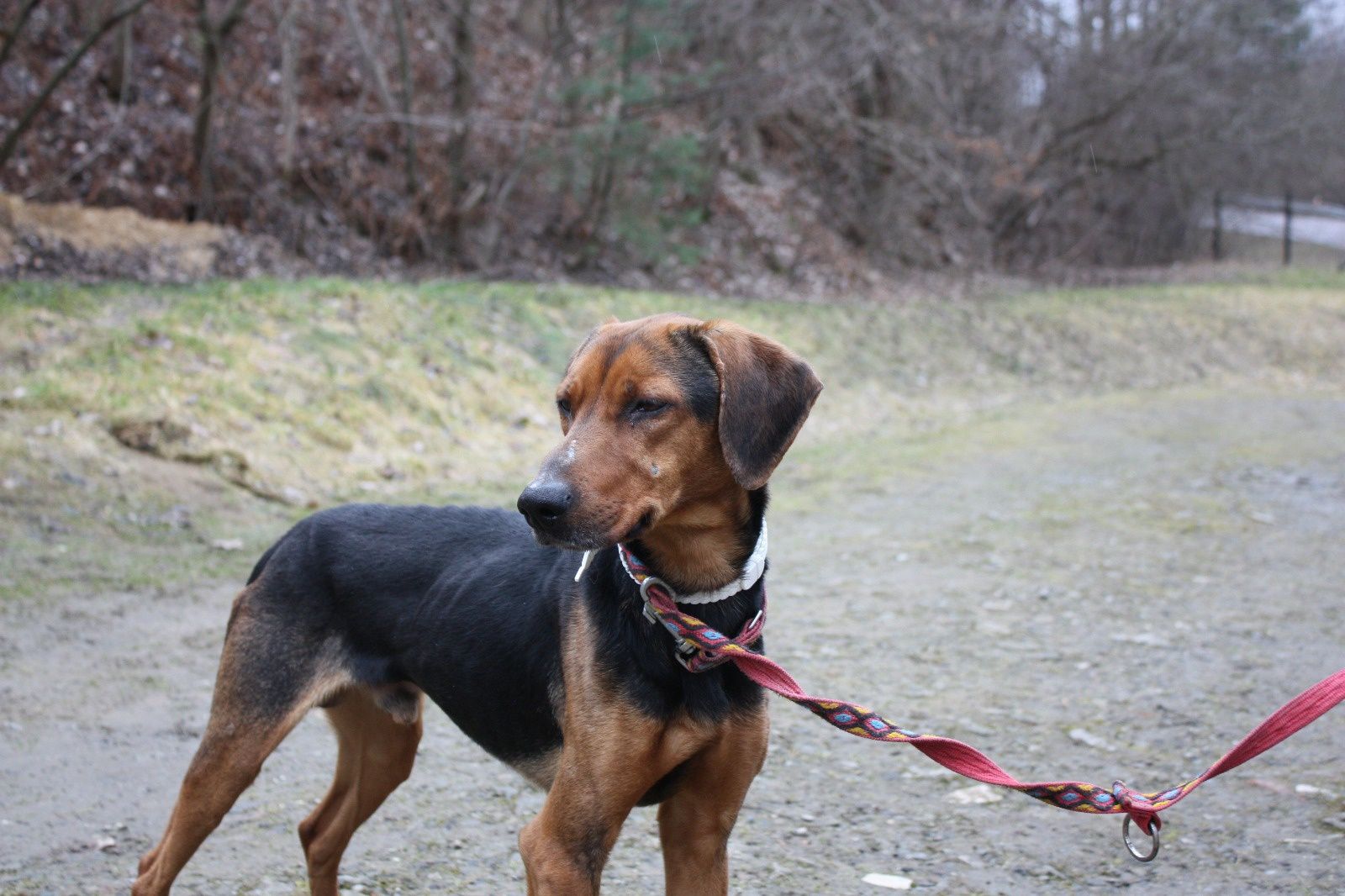 Pies Hunter do adopcji. Oddam psa