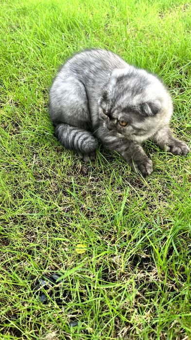 Gatinha "Scottish Fold"