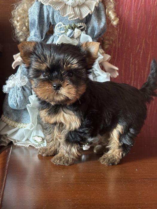 Лялькові маленькі ангелочки