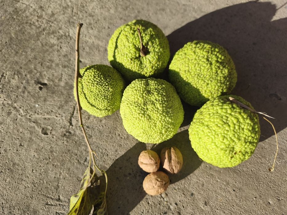 Адамове яблуко 60гр/кг. Маклюра