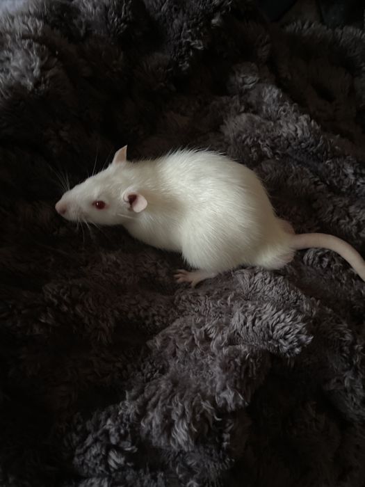 Пацючки в добрі руки