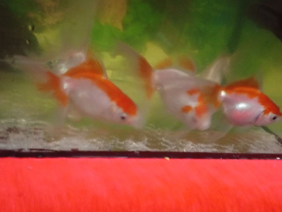 Sprzedam duże ryby welony