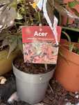 Plantas acers variados