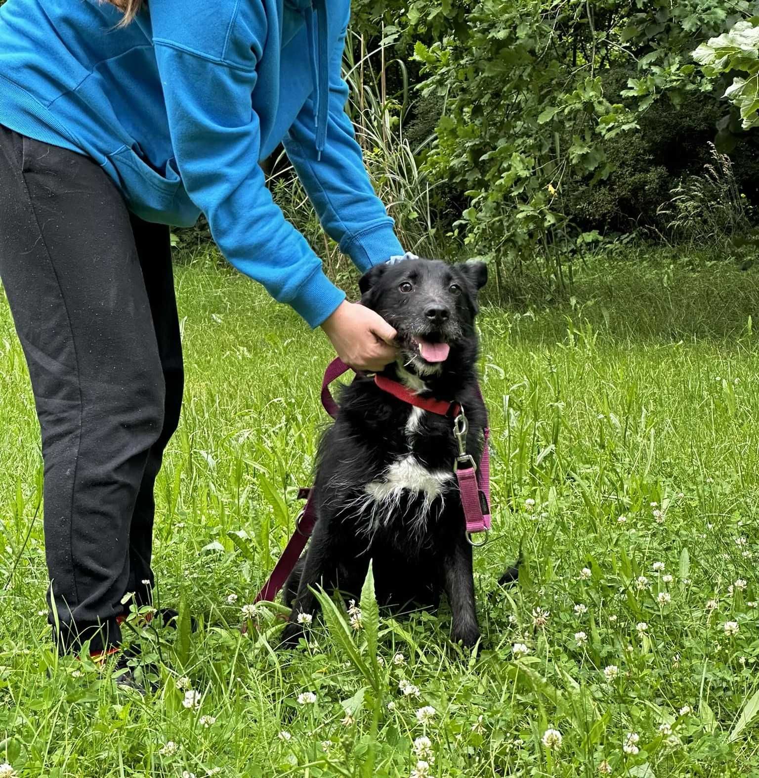 Sanczo- piękny szorstkowłosy samiec szukający swojego domu