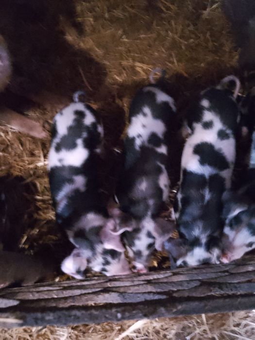 Продам поросят петрен