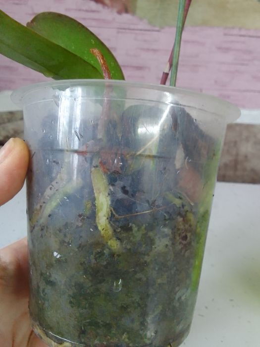 Орхидея из домашней коллекции.