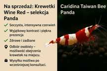Krewetki Caridina Taiwan Bee Wine Red