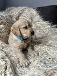 Szczenię golden retriever gotowe do odbioru