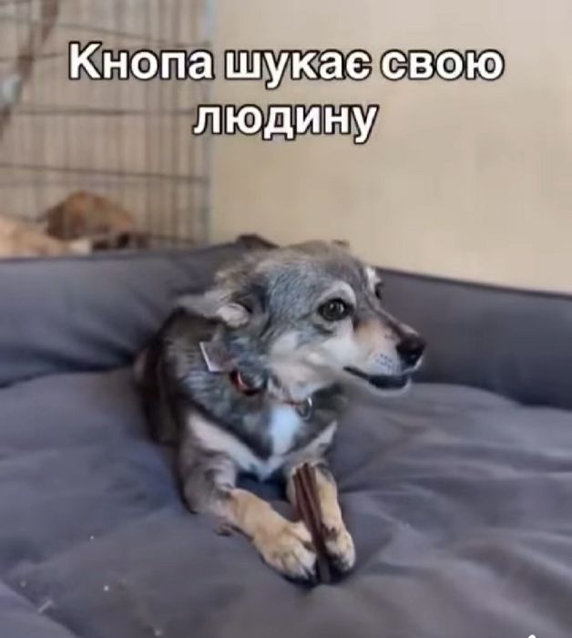 Безкоштовно собачка 6кг в добрі руки