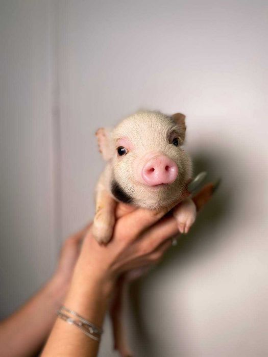 чарівні малюки міні пігів різних окрасів і статі