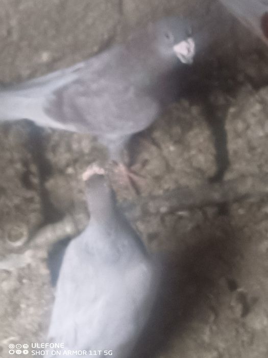 Pombos correio beleza Alemão