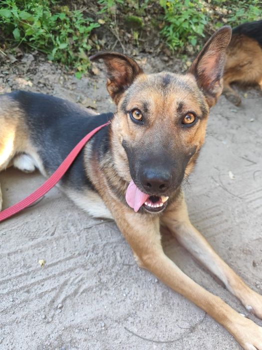 Idealny Hakerek do adopcji!