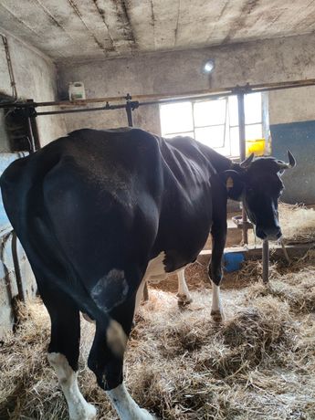 Krowy mleczne - 2 sztuki