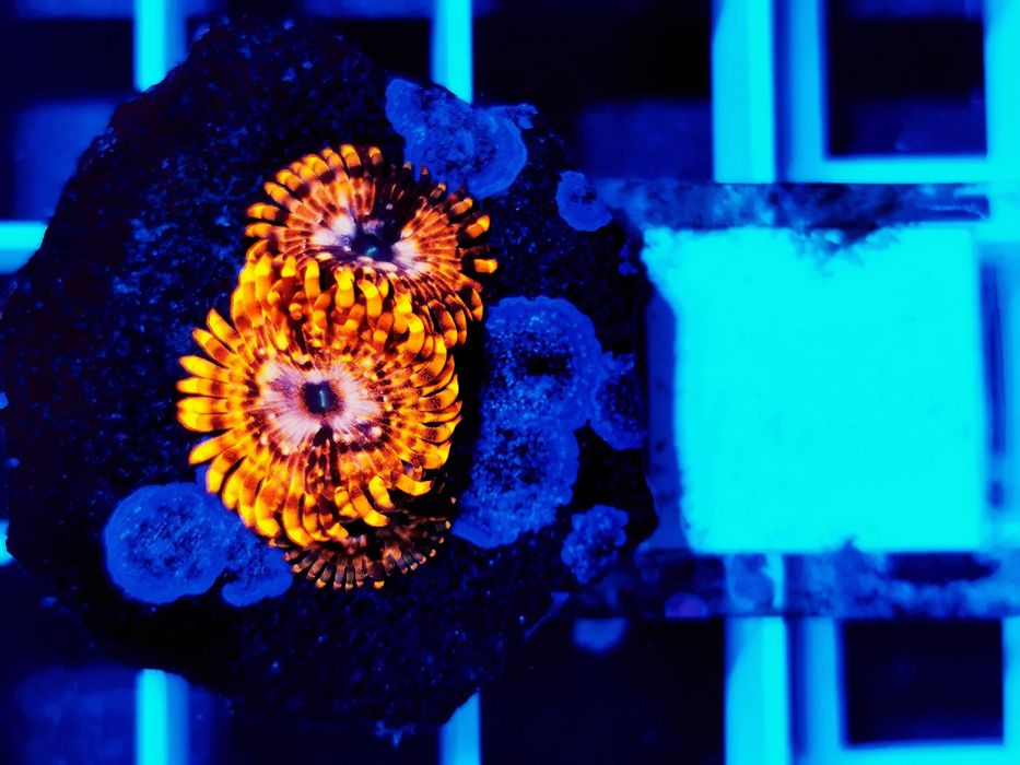 Zoanthus Utter Chaos WYSYŁKA cena za szczepkę, morskie, koralowce