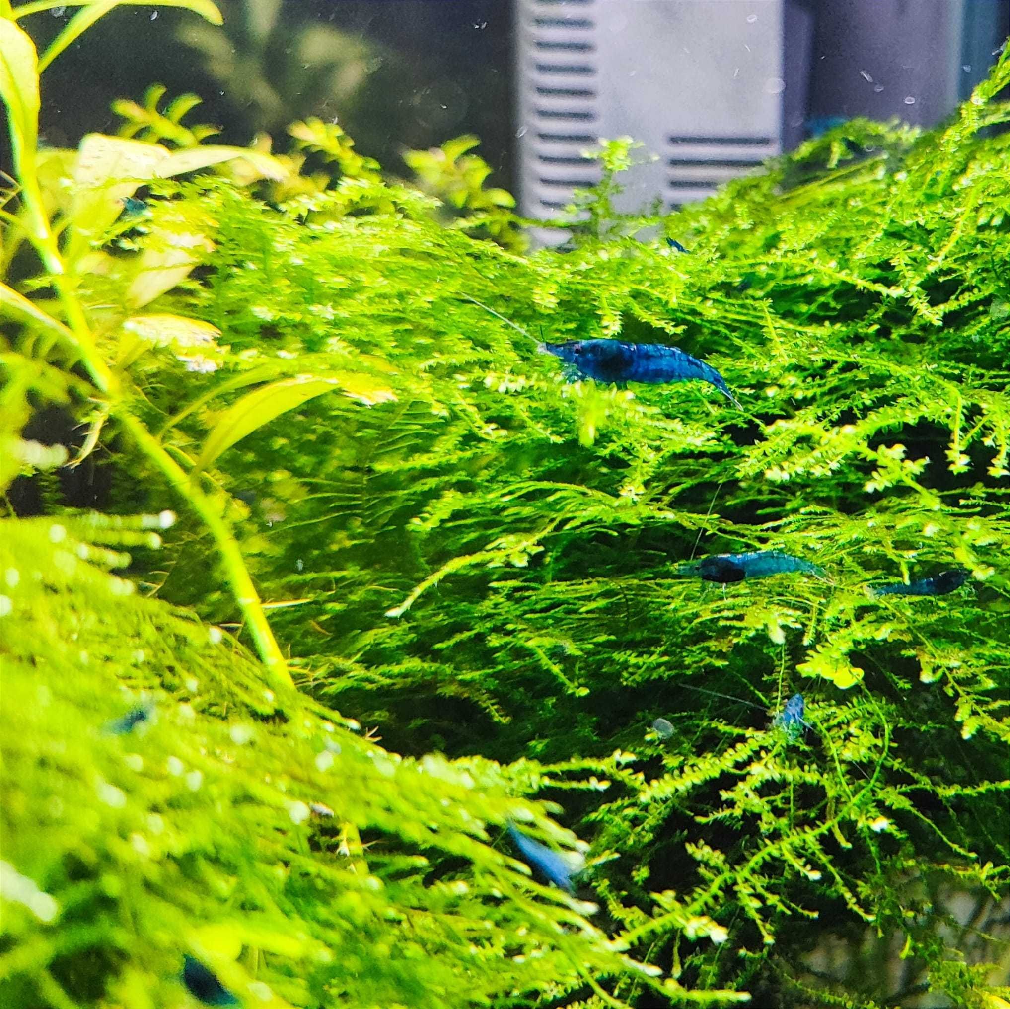 Neocaridina Blue Dream - Camarão de água doce temperada