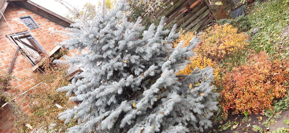 продаєм будинок із жилою літнєю кухнею