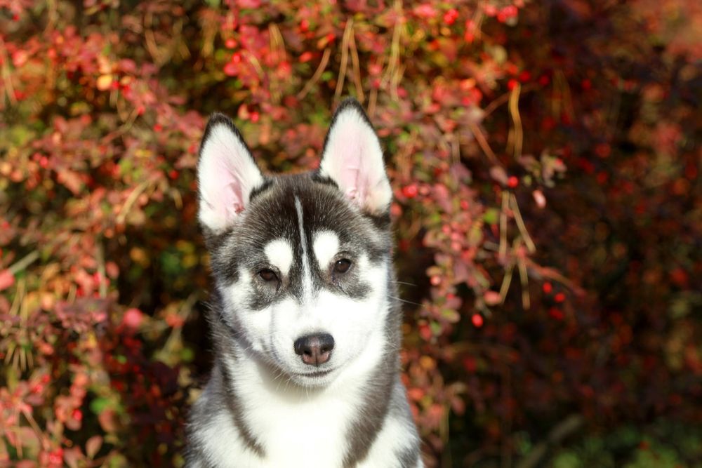 Siberian Husky FCI ZKwP