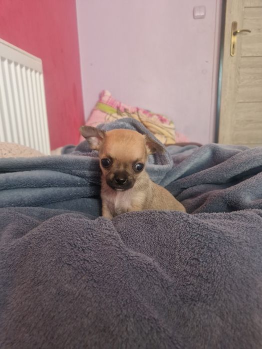 Chichuahua piesek